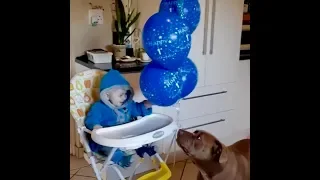 Baby und Hund echte Liebe zum Haustier und unfassbar Süß