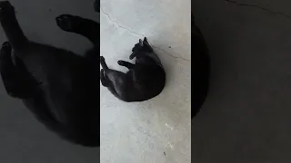 Cat LOVES to Scratch Back on Concrete Floor