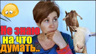 Козоводы,помогайте🙏//Резать или лечить?//Пригрели змеюку//У кого приветливый алабай?//С кем дружить