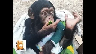 The Incredible Story of Tita the Orphaned Chimp