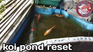 need to reset my koi pond dahil nagkaroon sila ng ammonia burn