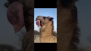 The Camel spits out his "Dulla"  #camel #desert 🐪🐫