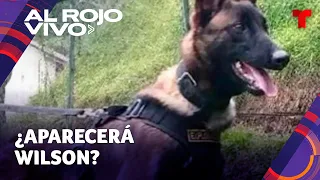 Buscan al perro que ayudó a rescatar niños desaparecidos en la selva de Colombia