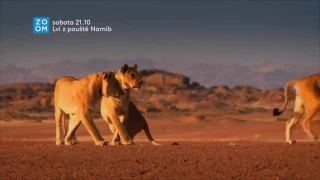 Prima ZOOM - Lvi z pouště Namib v sobotu večer