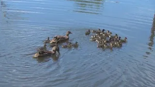 Первый выход  утят от подсадных уток на пруд.