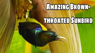 Amazing Brown-throated Sunbird(Male) | Koko Cambodia | Bird Song