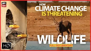 At the brink of extinction - How climate change is threatening wildlife | Documentary