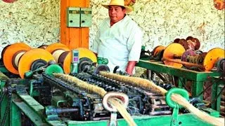 Sisal Fiber Processing - Sotuta De Peon, Yucatan