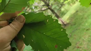 Fifteen Minutes in the Forest: The White Oak Family