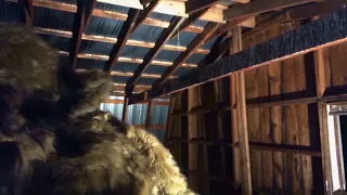 Dogman caught on Video destroys Barn