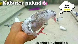 Catching Gola Pigeon 😱| Kabooter Pakda |#pigeonslovers