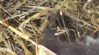 Охота с лайками на кабана в кукурузе