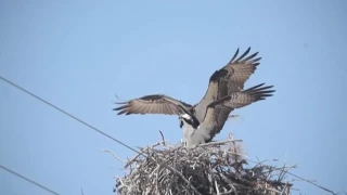 Ospreys make use of utility poles on Okaloosa Island for their nesting.