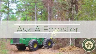 What is thinning in forestry?