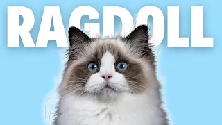 Ragdoll Cat Breed 101 - Pros and Cons Of Owning