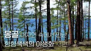 몽골식물 #3편 - 형형색색의 꽃들