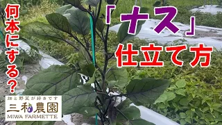 ナスは仕立てて栽培しなければ「病気」「害虫」によって収穫量が激減してしまいます。今年は上手に仕立てて栽培しましょう！！（2024.6.3）