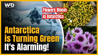 Flowers Bloom in Antarctic | Climate Change Warning