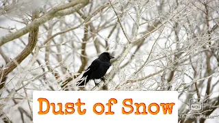 Dust of Snow Class 10 | Poem 1 explanation | - CBSE NCERT YouTube
