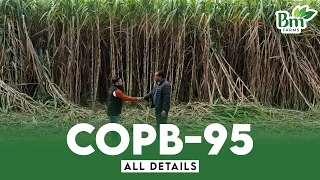 New Sugarcane Variety Copb 95 | Features , New Planting Method , Cultivation , Harvesting & Yield .