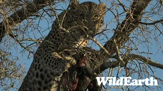 WildEarth - Sunrise Safari -  07 August 2023