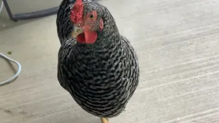 friendly chickens