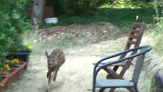 Curious fawn nearly runs into me