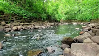 Beautiful forest sound, morning birdsong, bubbling stream sound, sleep, relaxation, stress relief