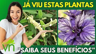 ERVA-BALEEIRA, COLONIA, MANJERICÃO-ROXO, FÁFIA ou GINSENG-BRASILEIRO, CHICÓRIA e muito mais plantas