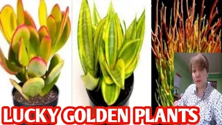 GOLDEN PLANTS/MARGIE PULIDO VLOGS