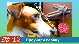 Подстава для собаки! Воспитание щенка с Elli Di. Собака одна дома - проблема?