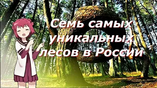 Семь самых уникальных лесов в России /Леса России /Seven of the most unique forests in Russia/Россия