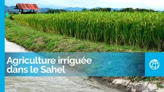 Agriculture irriguée dans le Sahel : des technologies qui aident les petits producteurs