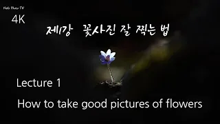 [Hello Photo TV]꽃사진 잘 찍는법, How to take good pictures of flowers, Cómo tomar buenas fotos de flores