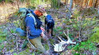 The Best Moose Shed Hunting Adventure with a Dog