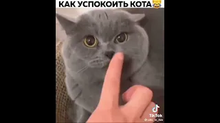 Как успокоить кота