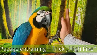 Papageientraining - Trick  "High Five"