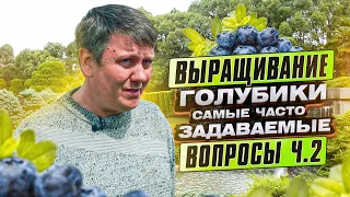 ГОЛУБИКА. ВСЕ о выращивании голубики или "голубика от а до я" Ответы на ВАШИ вопросы от ОЛЕГА ВАГИНА