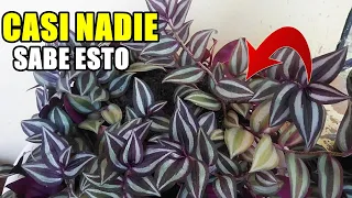 Si no tienes esta PLANTA en tu casa,te Arrepentirás después de saber esto/