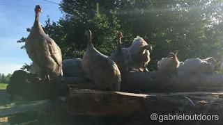 Male and female Guinea fowl sounds, differences!