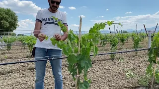 Yeni ekilmiş bağın yetiştirme teline kadar getirilmesi.Yeni bağın yetiştirme budaması ve bağlanması.