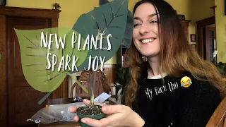 Etsy Plant Unboxing (+ cats and bloopers)