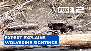 Sudden Portland wolverine sightings explained by expert