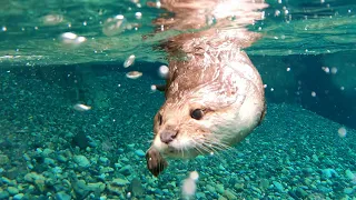 Swim in the miraculous clear river, the Choshi River! [Otter life Day 357]【カワウソアティとにゃん先輩】