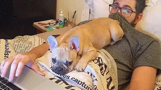 When funniest French Bulldogs comes into your life 🤣