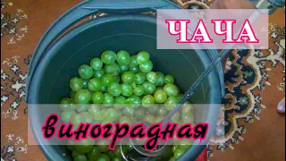 Чача из винограда.Три ОШИБКИ новичков. Правильная ЧАЧА! Виноградный САМОГОН