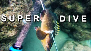 Spearfishing In Israel - Super Dive!