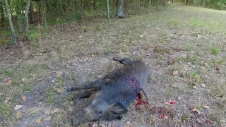 12 Gauge Slug VS Hog