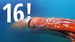 Гигантский кальмар «заглянул» в гости в японский порт (новости)