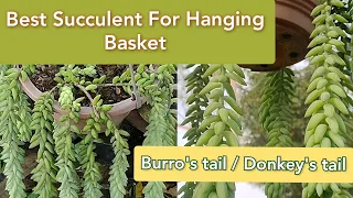 Donkey's tail/ Burro's tail care and propagation 🍃 // Best succulent for hanging basket
